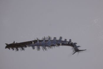 Media type: image;   Invertebrate Zoology 168055 Description: Digital photograph of specimen in life.;